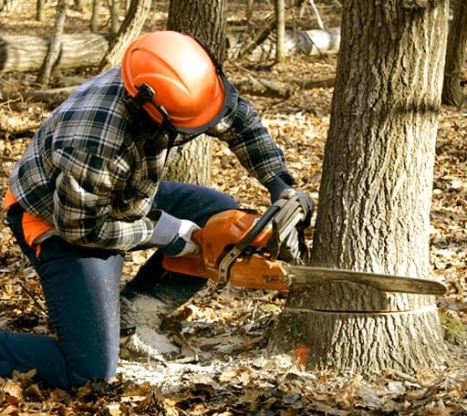 Tree Removal in Shellman, GA